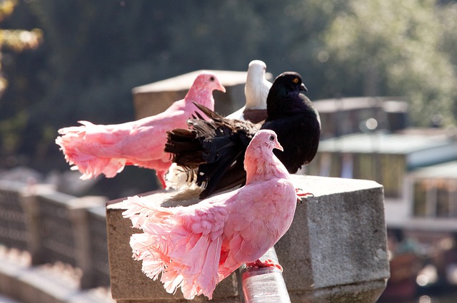 快船逆袭尼克斯，赛后四大好消息，西部第三的球队慌了！.